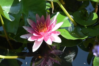 Gölette güzel pembe nilüfer çiçeği, yakın görüş.