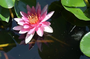 Gölette güzel pembe nilüfer çiçeği, yakın görüş.