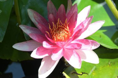 Gölette güzel pembe nilüfer çiçeği, yakın görüş.