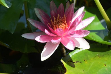 Gölette güzel pembe nilüfer çiçeği, yakın görüş.