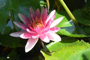 Gölette güzel pembe nilüfer çiçeği, yakın görüş.