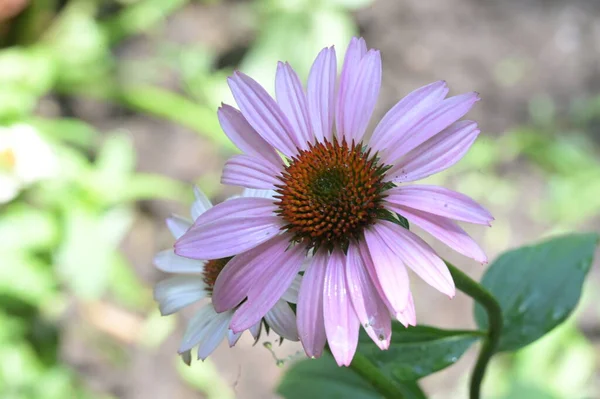 Nahaufnahme Von Schönen Rosa Blüten Sommerkonzept — Stockfoto