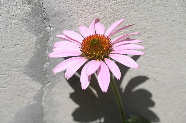 Beautiful Daisy Flower Wall — 스톡 사진