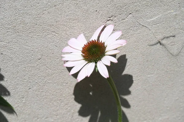 Beautiful Daisy Flower Wall — ストック写真