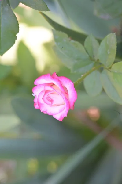 Hermosa Rosa Floreciente Creciendo Jardín — Foto de Stock