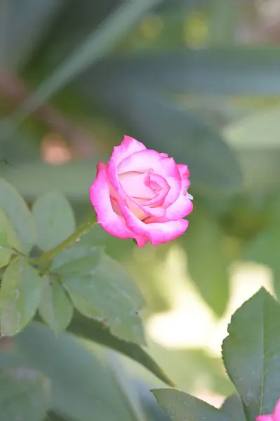 Bela Rosa Florescendo Crescendo Jardim — Fotografia de Stock