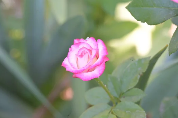 Belle Rose Fleurs Poussant Dans Jardin — Photo