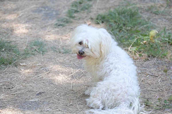 Cute Fluffy White Dog Grass Garden — Foto Stock