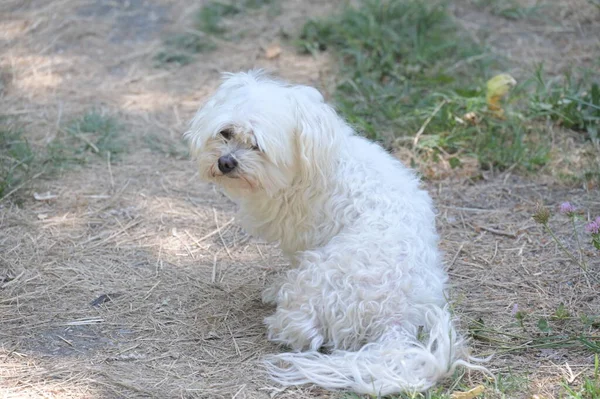 Милая Пушистая Белая Собака Траве Саду — стоковое фото