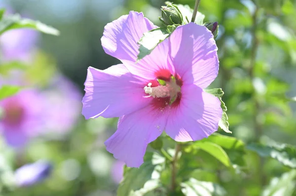 美しいピンクの花や夏のコンセプトを閉じ — ストック写真