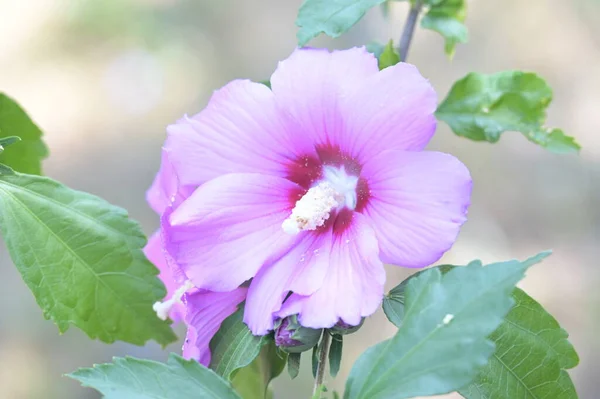 Nahaufnahme Von Schönen Rosa Blüten Sommerkonzept — Stockfoto