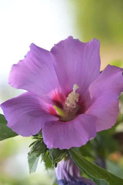 美しいピンクの花や夏のコンセプトを閉じ — ストック写真