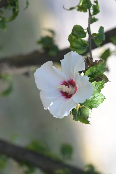 Красиві Білі Квіти Ростуть Саду — стокове фото
