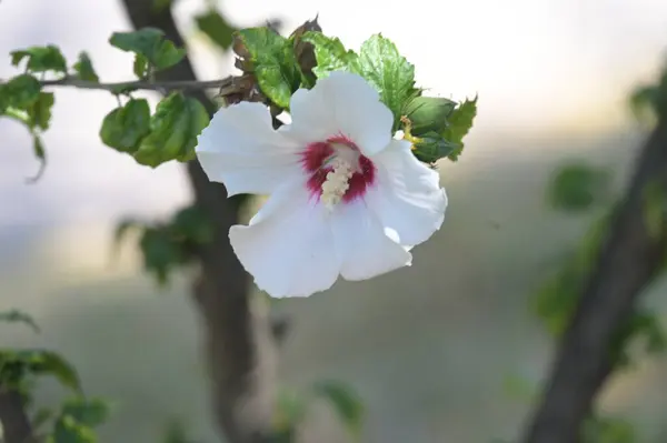 Hermosas Flores Blancas Que Crecen Jardín —  Fotos de Stock