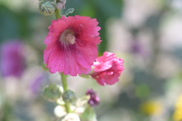 Zbliżenie Piękne Różowe Kwiaty Koncepcja Latem — Zdjęcie stockowe