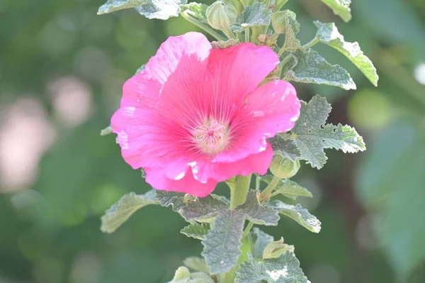 Κοντινό Πλάνο Των Όμορφων Ροζ Λουλουδιών Καλοκαιρινή Ιδέα — Φωτογραφία Αρχείου