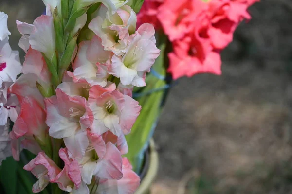 Kleurrijke Irisbloemen Tuin — Stockfoto