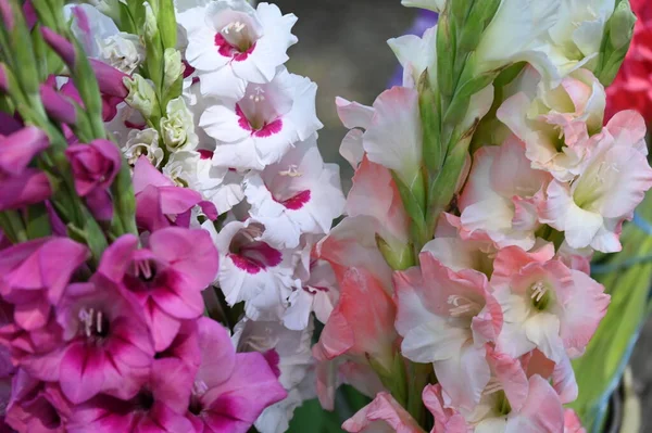 Kleurrijke Irisbloemen Tuin — Stockfoto