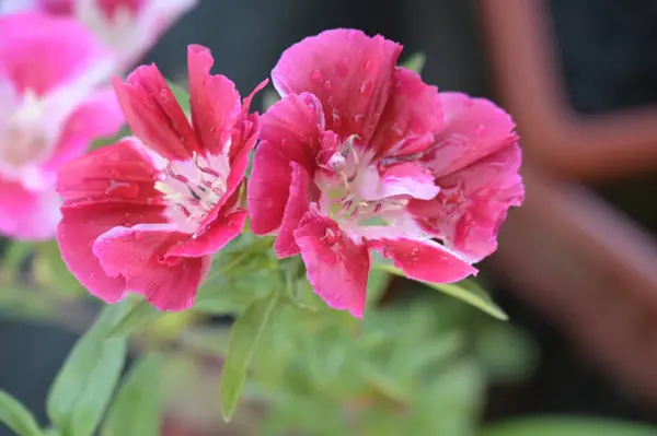 Close Belas Flores Rosa Conceito Verão — Fotografia de Stock