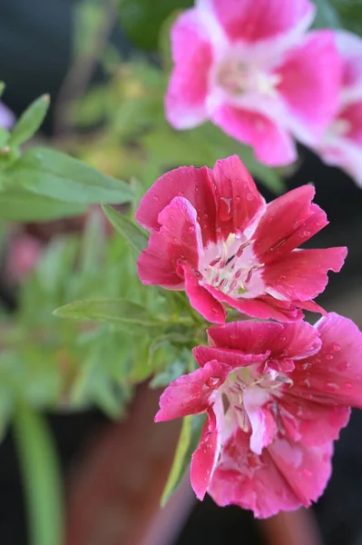 컨셉의 아름다운 분홍색 꽃들을 가까이 수있습니다 — 스톡 사진