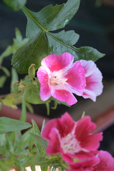 Primer Plano Hermosas Flores Rosadas Concepto Verano — Foto de Stock