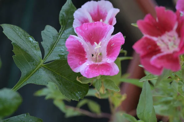 Nahaufnahme Von Schönen Rosa Blüten Sommerkonzept — Stockfoto
