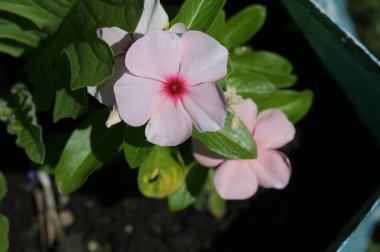 Güzel beyaz çiçeklere yakın, yaz konsepti.