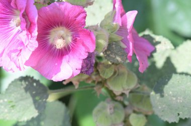 Güzel pembe çiçeklere yakın, yaz konsepti.