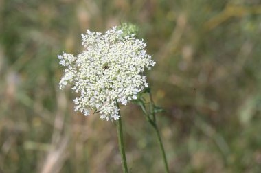 Bahçede büyüyen güzel beyaz çiçekler