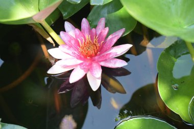 Gölette güzel pembe nilüfer çiçeği, yakın görüş.