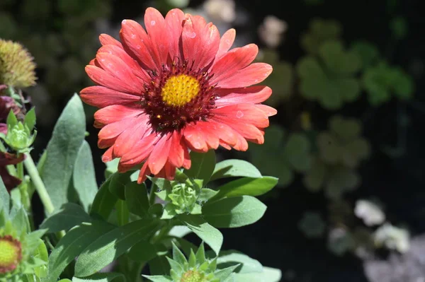 Vackra Röda Blommor Som Växer Trädgården — Stockfoto