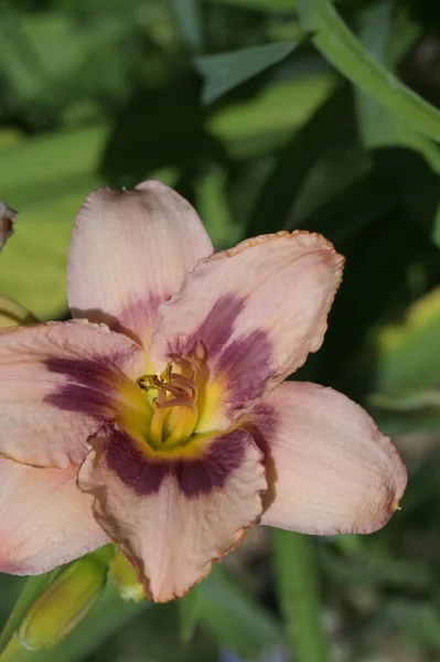 Vackra Lilja Blommor Blommigt Koncept Bild — Stockfoto