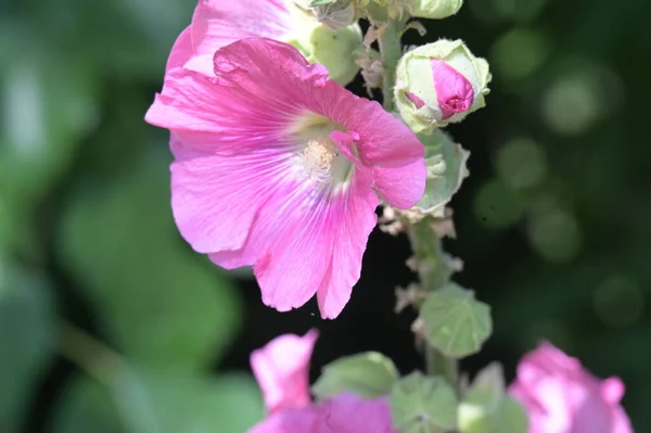 Primer Plano Hermosas Flores Rosadas Concepto Verano — Foto de Stock
