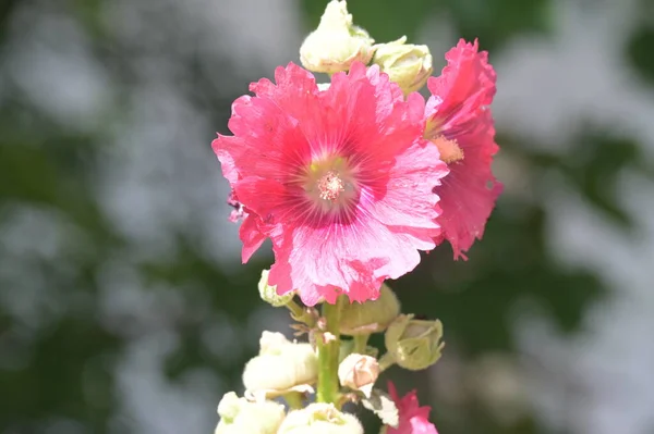 Primer Plano Hermosas Flores Rosadas Concepto Verano — Foto de Stock