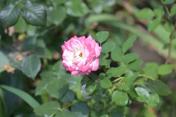 Schöne Blühende Rose Wächst Garten — Stockfoto