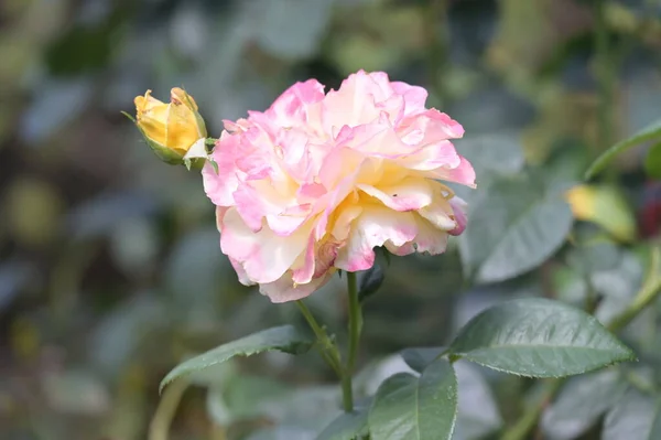 Όμορφο Ανθισμένο Τριαντάφυλλο Που Αναπτύσσεται Στον Κήπο — Φωτογραφία Αρχείου