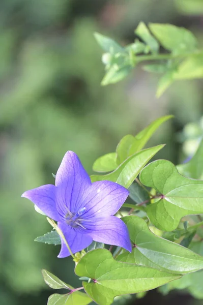 Close Beautiful Purple Flowers Summer Concept — Stock Photo, Image