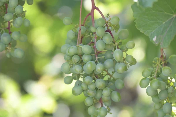 Зелений Виноград Винограднику — стокове фото