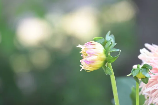 Beautiful Tender Flowers Growing Garden — Stock Photo, Image