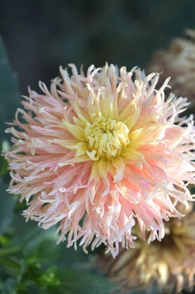 Bela Flor Cor Rosa Amarela Crescendo Jardim — Fotografia de Stock