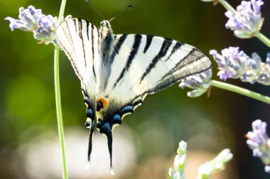 close up view of beautiful butterfly sitting on blooming flowers