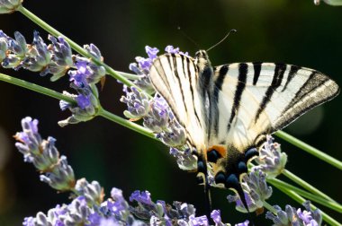 Çiçeklerin üzerinde oturan güzel kelebeğin yakın görüntüsü