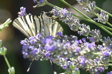 Çiçeklerin üzerinde oturan güzel kelebeğin yakın görüntüsü