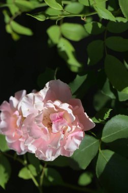 Bahçede büyüyen güzel güller