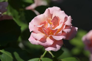 Bahçede büyüyen güzel bir gül