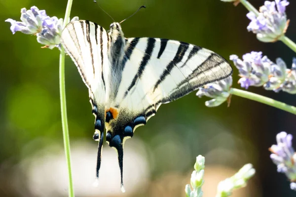 Закрыть Вид Красивую Бабочку Сидящую Цветущих Цветах — стоковое фото