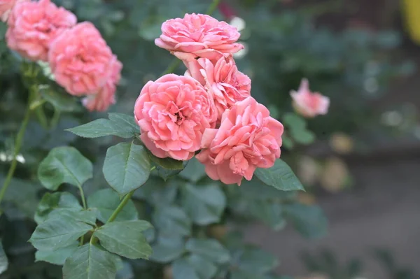 Beautiful Blooming Roses Growing Garden — Stockfoto