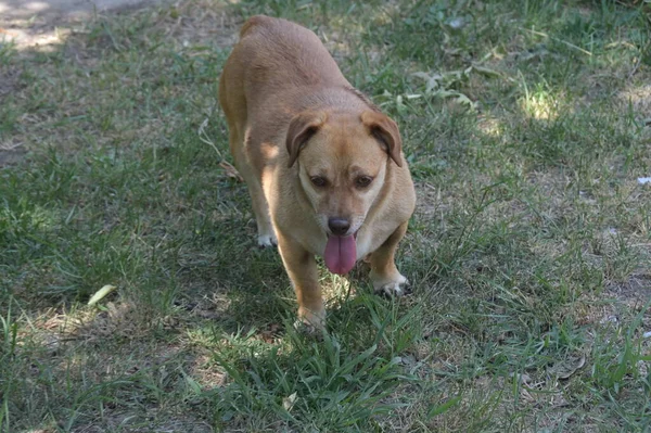 Carino Cane Zenzero Sull Erba Giardino — Foto Stock