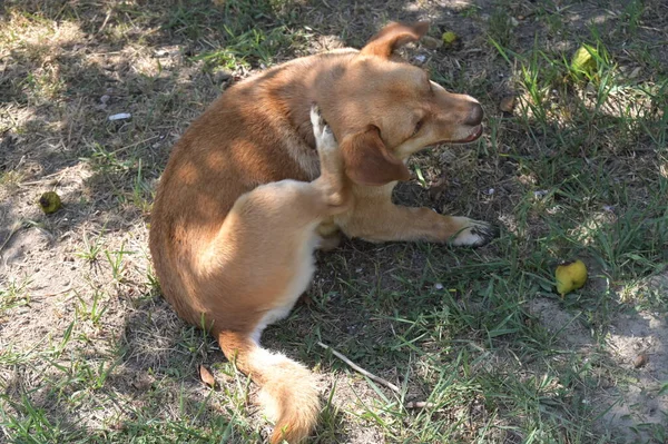 Cute Ginger Dog Sitting Grass Garden — ストック写真