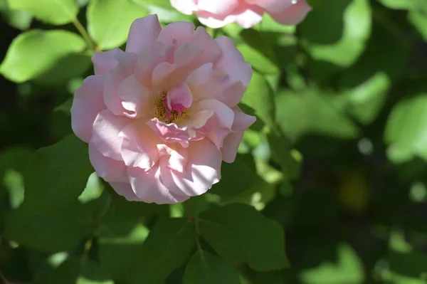 Beautiful Blooming Roses Growing Garden — Stock Photo, Image